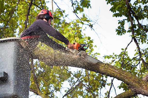  , USA Tree Services Pros